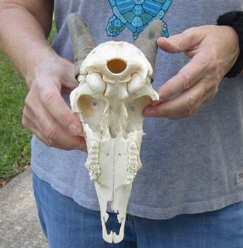 B-Grade Mountain Reedbuck skull with 7 inch horns for sale $50