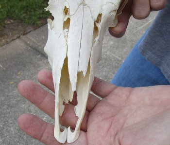 B-Grade Mountain Reedbuck skull with 7 inch horns for sale $50
