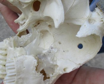 B-Grade Mountain Reedbuck skull with 7 inch horns for sale $50