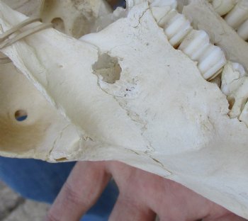 B-Grade Mountain Reedbuck skull with 7 inch horns for sale $50