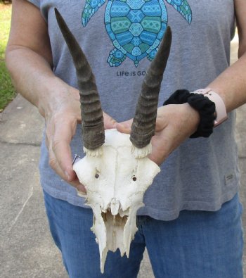 C-Grade Mountain Reedbuck skull with 6 inch horns for sale $39
