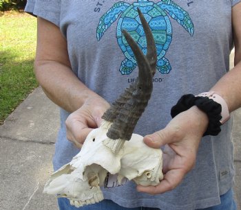 C-Grade Mountain Reedbuck skull with 6 inch horns for sale $39