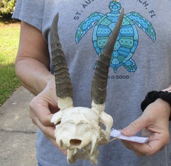C-Grade Mountain Reedbuck skull with 6 inch horns for sale $39
