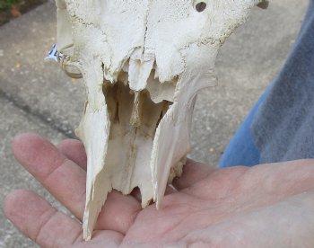 C-Grade Mountain Reedbuck skull with 6 inch horns for sale $39