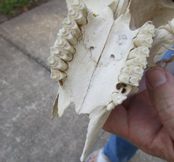 C-Grade Mountain Reedbuck skull with 6 inch horns for sale $39