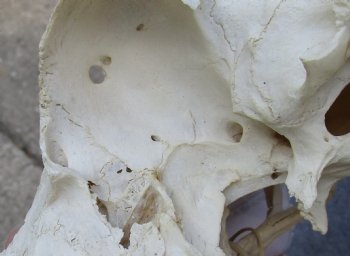 C-Grade Mountain Reedbuck skull with 6 inch horns for sale $39