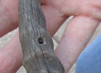 C-Grade Mountain Reedbuck skull with 6 inch horns for sale $39