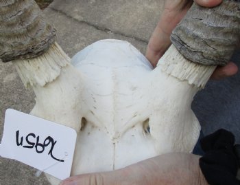 Waterbuck Skull Plate with 27 Inch Horns - Buy Now for $100