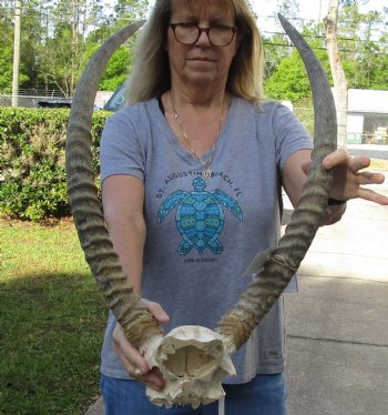Waterbuck Skull Plate with 26 Inch Horns - Buy Now for $100