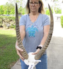 Waterbuck Skull Plate with 26 Inch Horns - Buy Now for $100