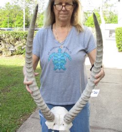 Waterbuck Skull Plate with 28 Inch Horns - Buy Now for $100