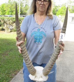 Waterbuck Skull Plate with 25 Inch Horns - Buy Now for $100