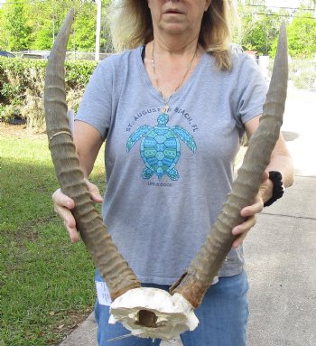 Waterbuck Skull Plate with 25 Inch Horns - Buy Now for $100