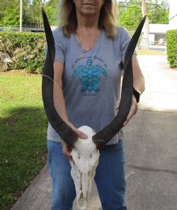 African Nyala Skull with 23" Horns - For Sale for $190.00