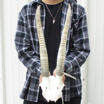 B-Grade African Female Sable Skull Plate with 26" Horns - $95