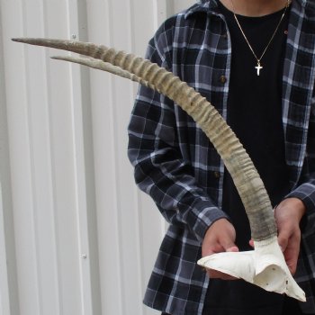 B-Grade African Female Sable Skull Plate with 26" Horns - $110