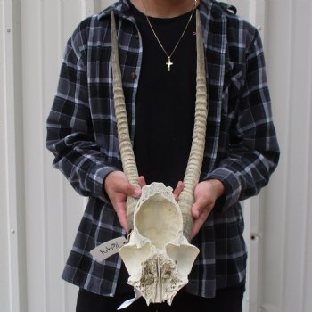 B-Grade African Female Sable Skull Plate with 26" Horns - $95