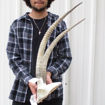 B-Grade African Female Sable Skull Plate with 26" Horns - $95