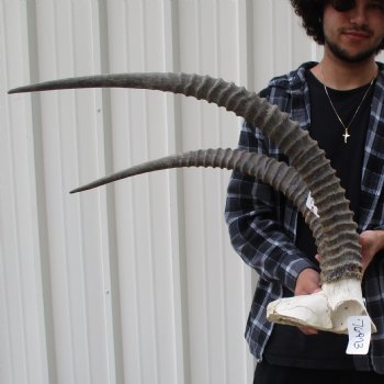 African Male Sable Skull Plate with 34" Horns - $350 (Signature Required)
