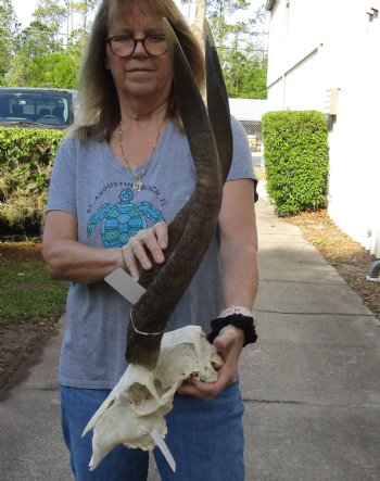 24 inch African Nyala Horns and Skull for sale $200