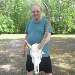C-Grade Waterbuck Skull with 6" & 25" Horns - $115