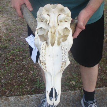 C-Grade Waterbuck Skull with 6" & 25" Horns - $115