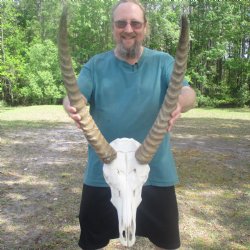 Waterbuck Skull with 22" Horns - $195
