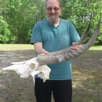 Waterbuck Skull with 25" Horns - $195