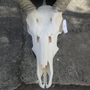 Waterbuck Skull with 25" Horns - $195
