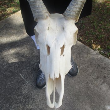 Waterbuck Skull with 22" Horns - $195