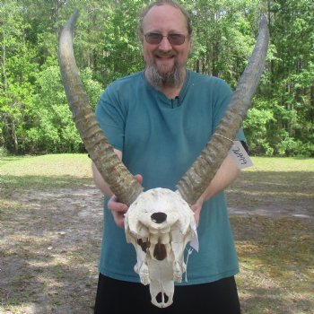 Waterbuck Skull with 26" Horns - $195