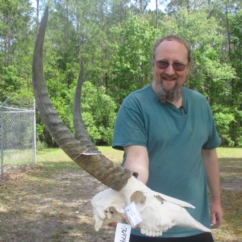 Waterbuck Skull with 26" Horns - $195