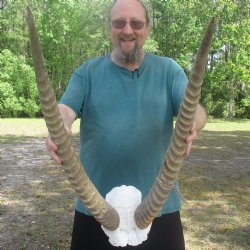 Waterbuck Skull Plate with 27" & 28" Horns - $100