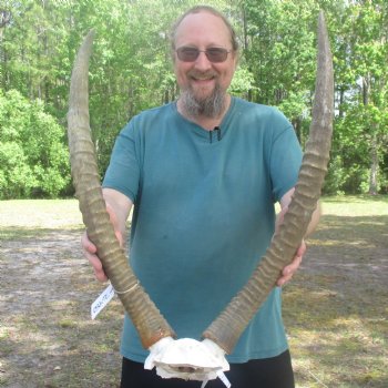 Waterbuck Skull Plate with 27" & 28" Horns - $100