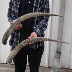 B-Grade 28" & 29" Matching Pair of Female African Sable Horns - $70