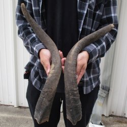 B-Grade 23" & 24" Matching Pair of Nyala Horns - $40