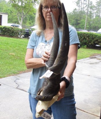 Extra Large African Male Eland skull plate with 33 inch horns for $125