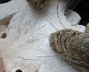 Extra Large African Male Eland skull plate with 33 inch horns for $125