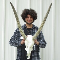 Waterbuck Skull with 26" Horns - $200