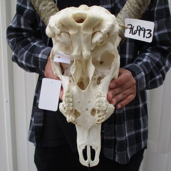 Waterbuck Skull with 26" Horns - $200