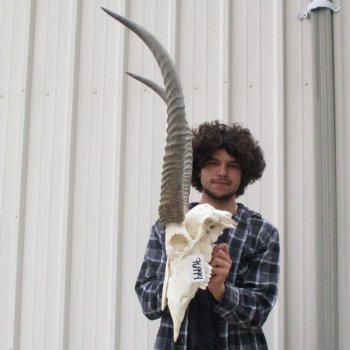 Waterbuck Skull with 28" Horns - $200