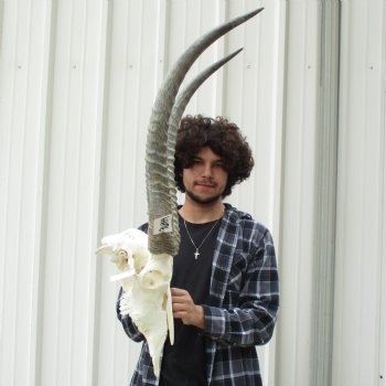 Waterbuck Skull with 28" Horns - $200