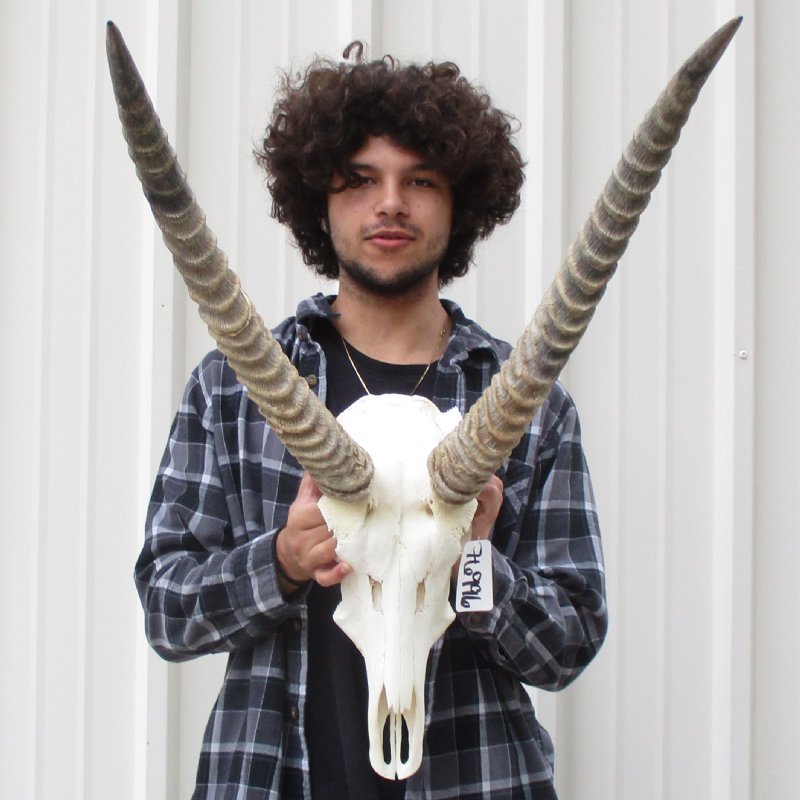 Waterbuck Skull with 25 inch Horns for sale