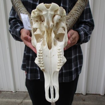 Waterbuck Skull with 25" Horns - $200