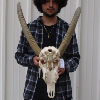 Waterbuck Skull with 27" Horns - $200