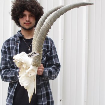 Waterbuck Skull with 27" Horns - $195