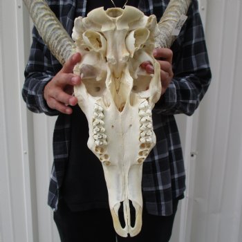 Waterbuck Skull with 27" Horns - $195