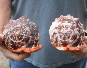 Two Cameo Bullmouth sea shells 5 inches long for $18/lot