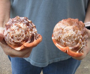Two Cameo Bullmouth sea shells 5 inches long for $18/lot