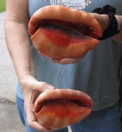 Buy these Two Cameo Bullmouth sea shells 5 inches long for $18/lot